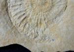 Subplanites rueppelianum QUENSTEDT 1888 - Bild &copy; FossNet FossilienStore